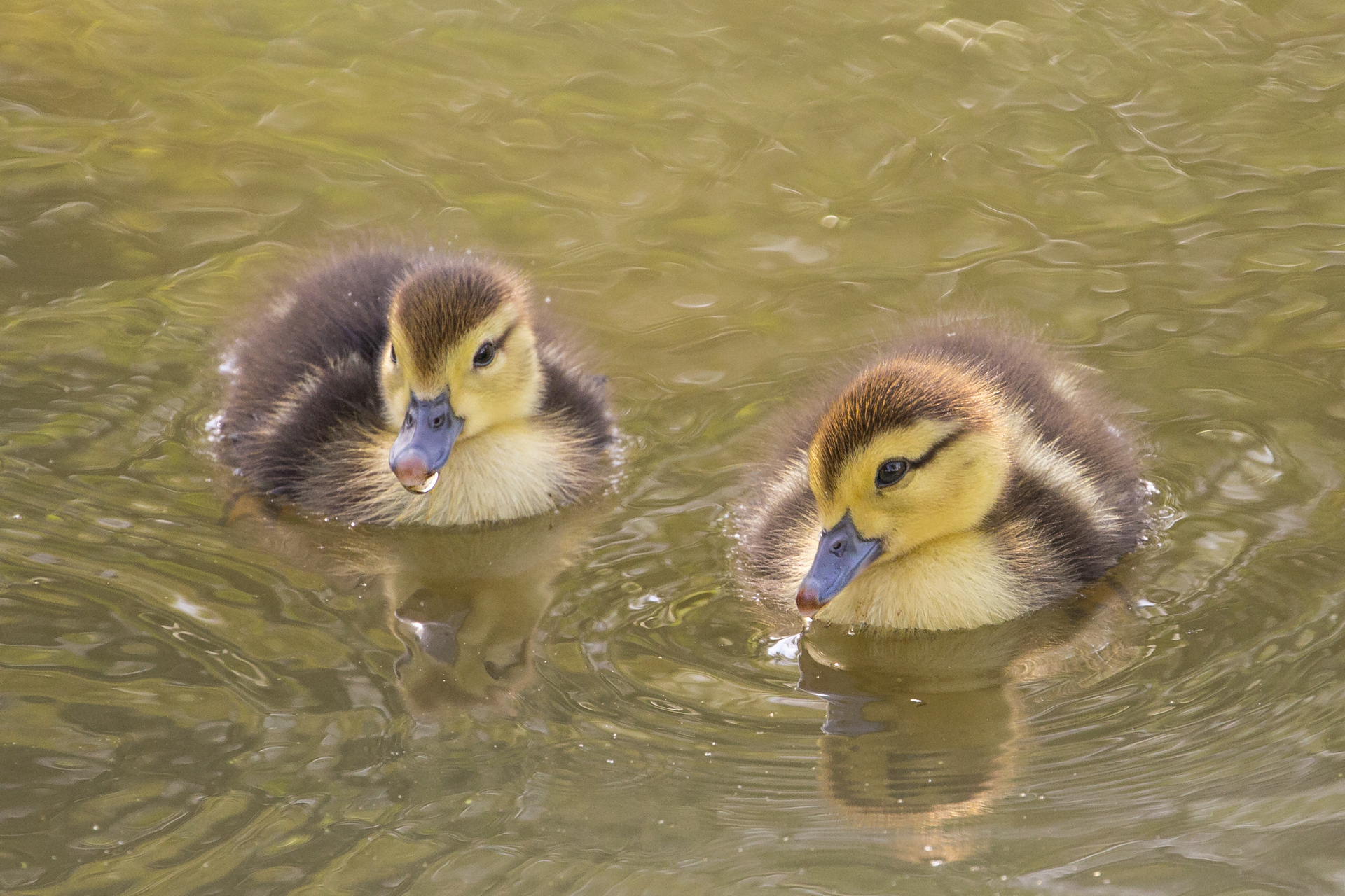Muscovy Ducklings | Shutterbug